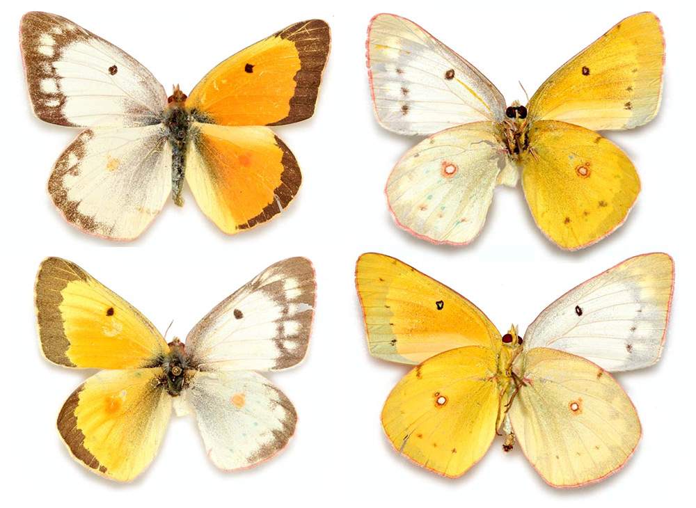 Colias unid ssp (gynandromorph collection, tumblr_n6boq9y6cU1r1w416o3_1280) (Internet Image property of respective owner, non-commercial use only)